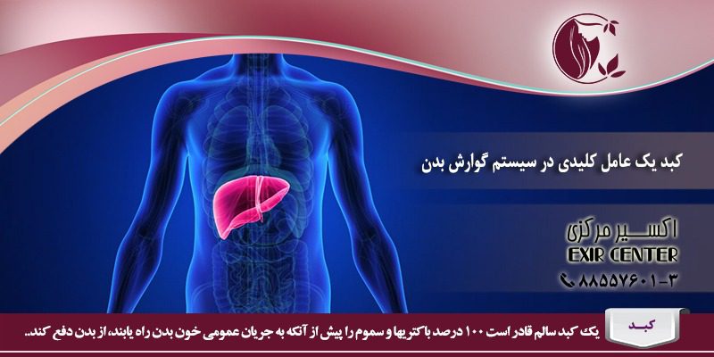 کبد یک عامل کلیدی در سیستم گوارش بدن 